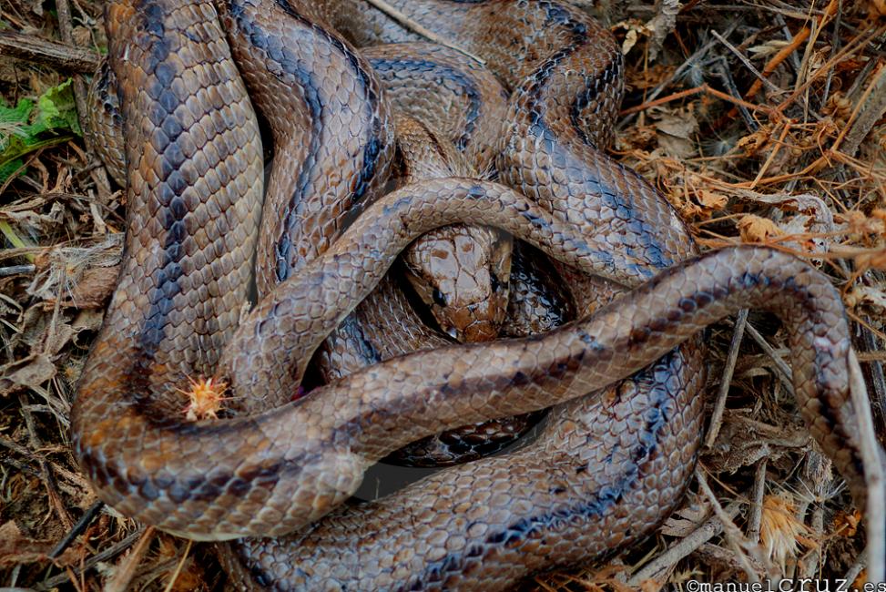 Culebra de escalera (Rhinechis scalaris)